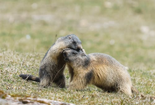 Marmots on Ground