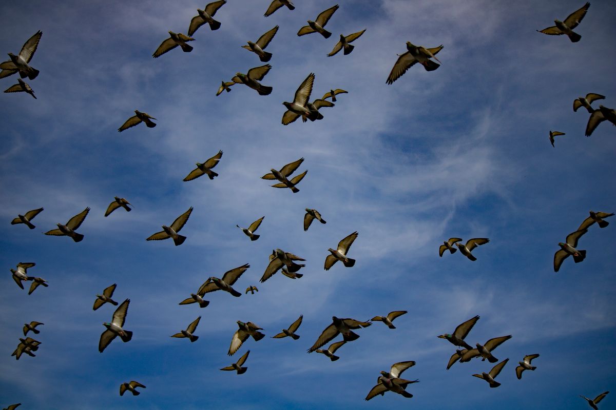 Photograph of a Flock of Birds Flying · Free Stock Photo