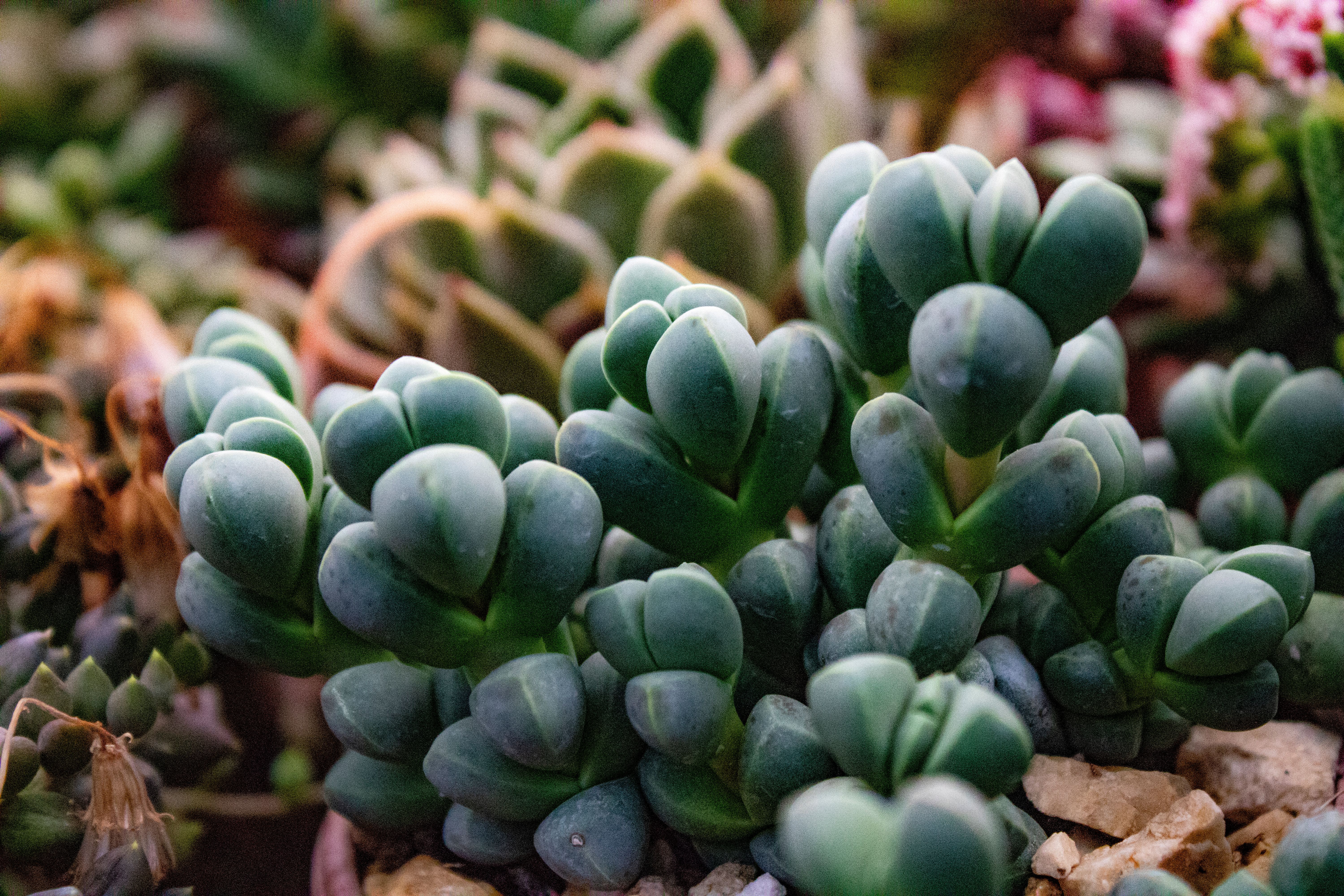 Close-up of a Succulent · Free Stock Photo
