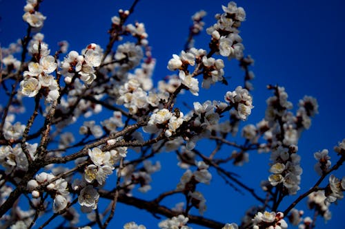 Fotobanka s bezplatnými fotkami na tému biela, jar, kvety ovocných stromov