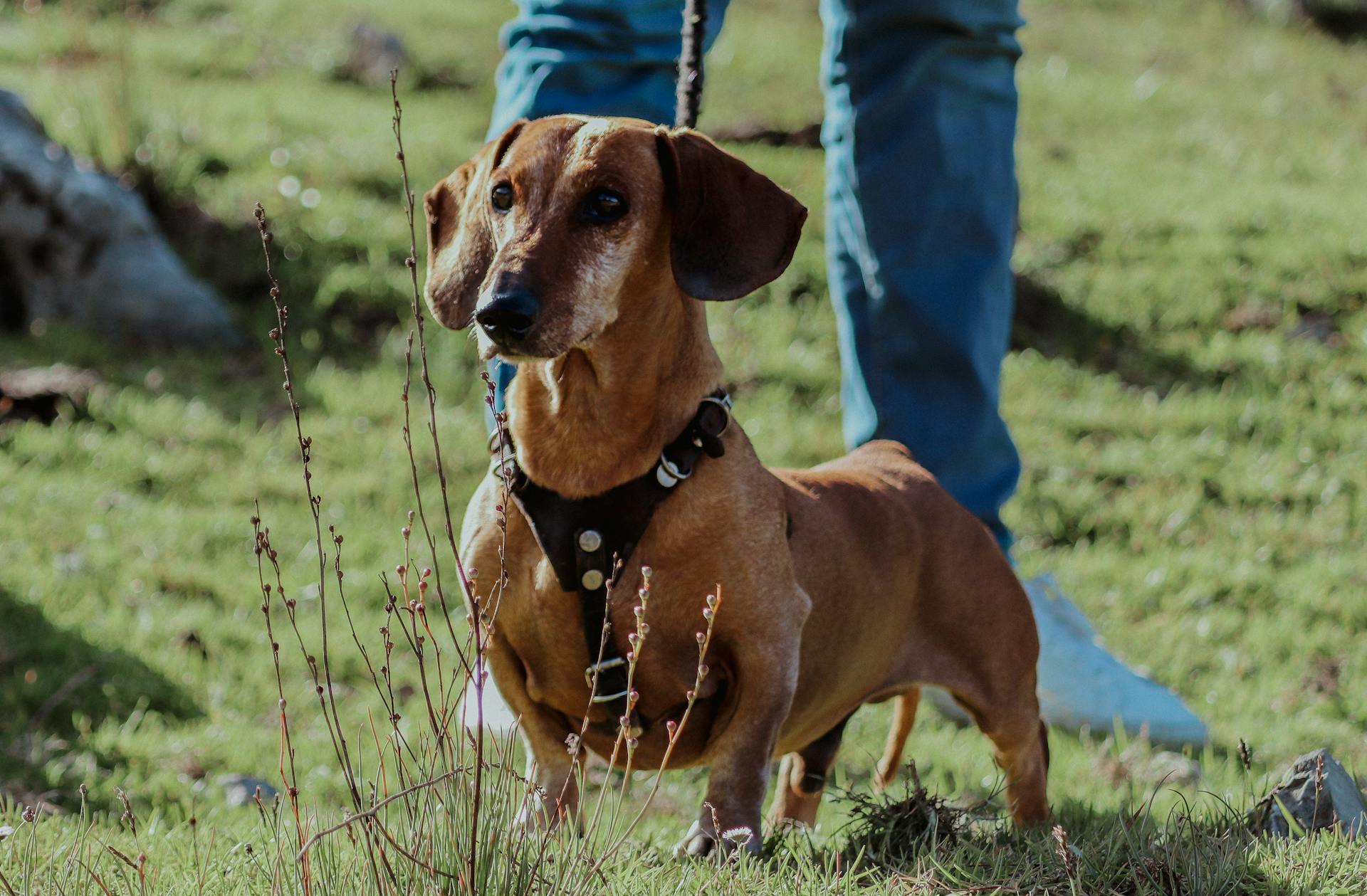 Hund på koppel på fältet