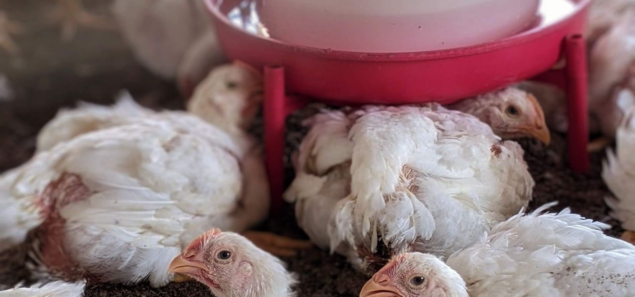 White chickens gathered at a feeder and drinker