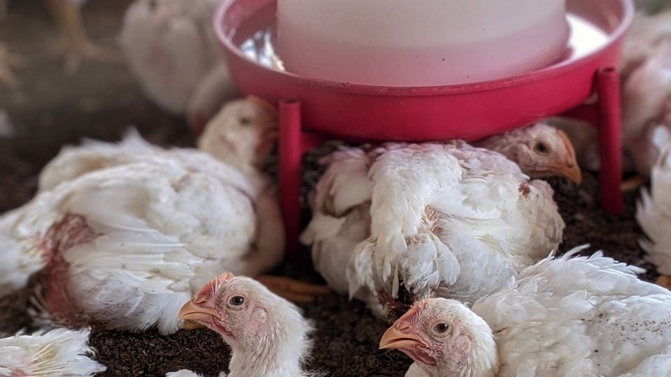 White chickens gathered at a feeder and drinker