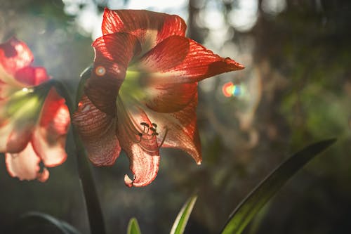 Close-Up Photo of Flower