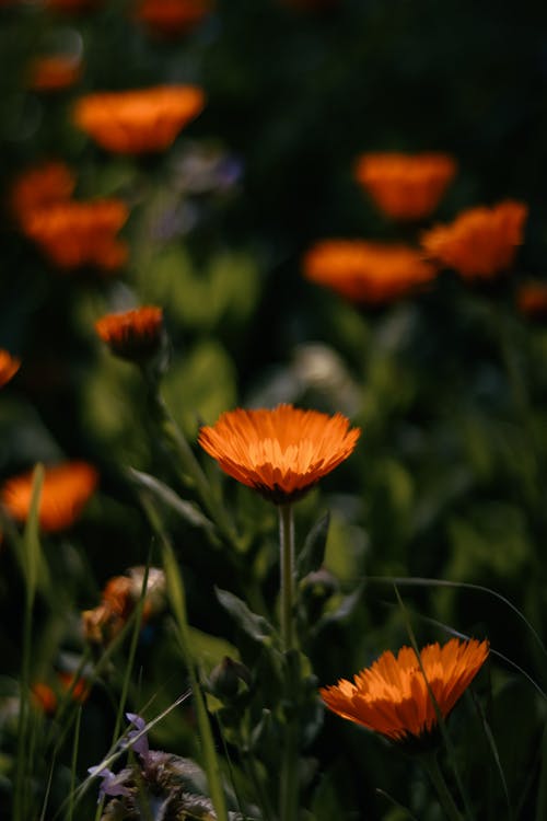 Gratis arkivbilde med appelsin, blomster, blomsterblad