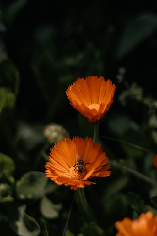 Безкоштовне стокове фото на тему «апельсин, Бджола, вертикальні постріл» стокове фото