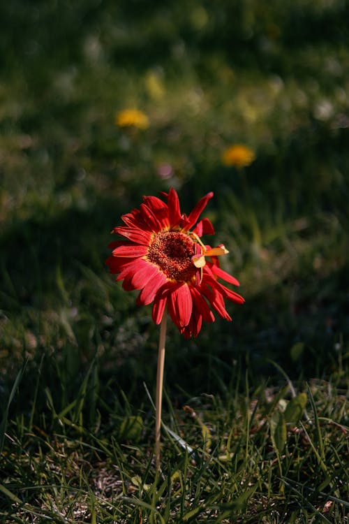Red Flower on Ground