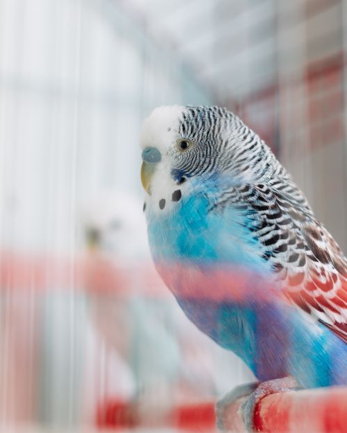 Free Close-up of a vibrant budgerigar showcasing its colorful plumage in a cage. Stock Photo