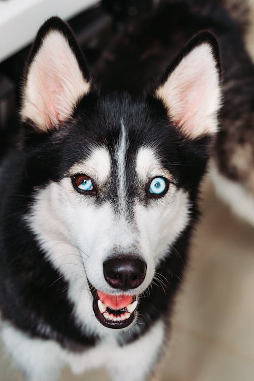 Photo of a Siberian Husky Dog 