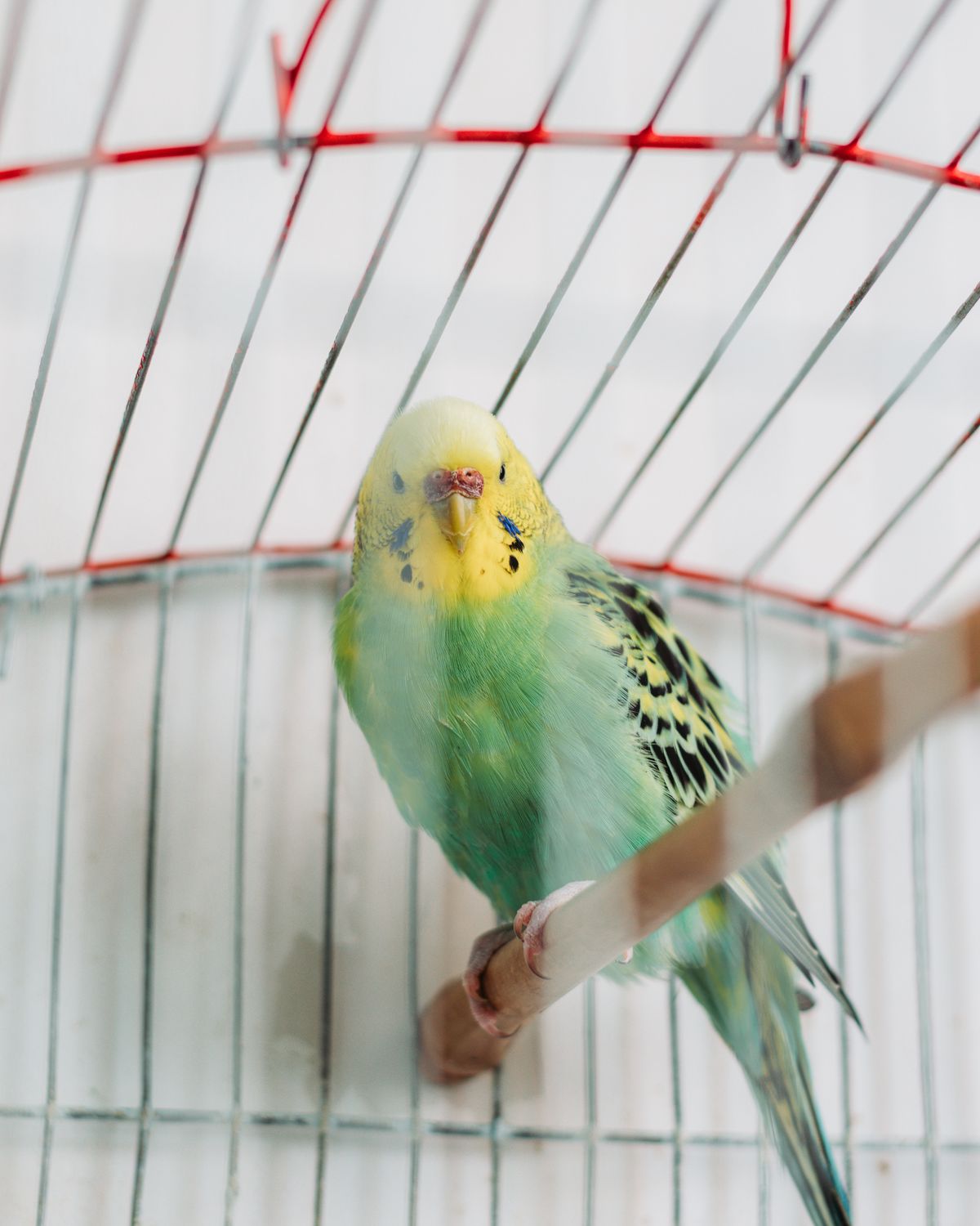 Parrot Won't Go Back in the Cage? How to Get Them In Without Chasing