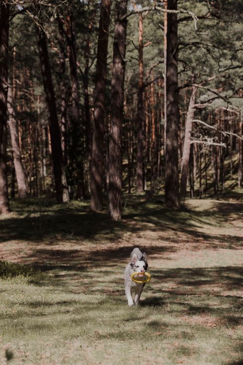 Free A playful dog runs through a sunlit forest with a yellow frisbee in its mouth. Stock Photo