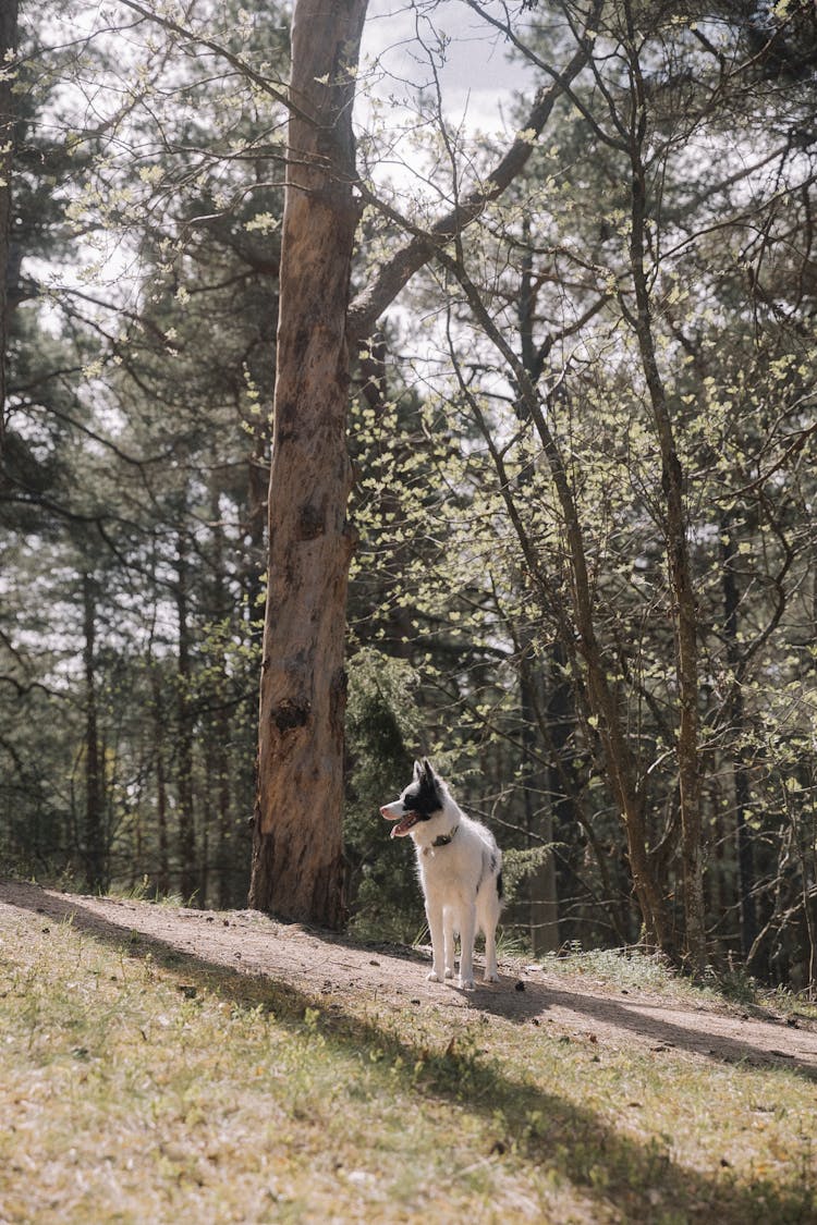 A Dog In A Forest 