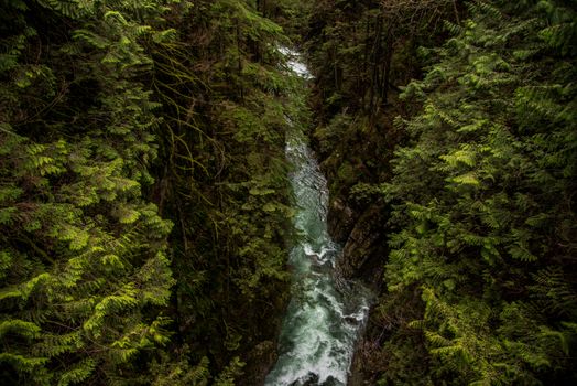 Gusty River in Forest