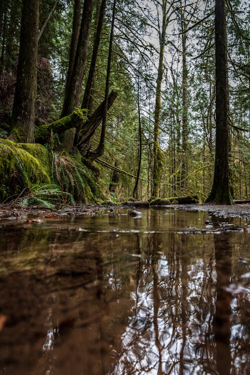 Photos gratuites de arbres, beauté dans la nature, fleuve