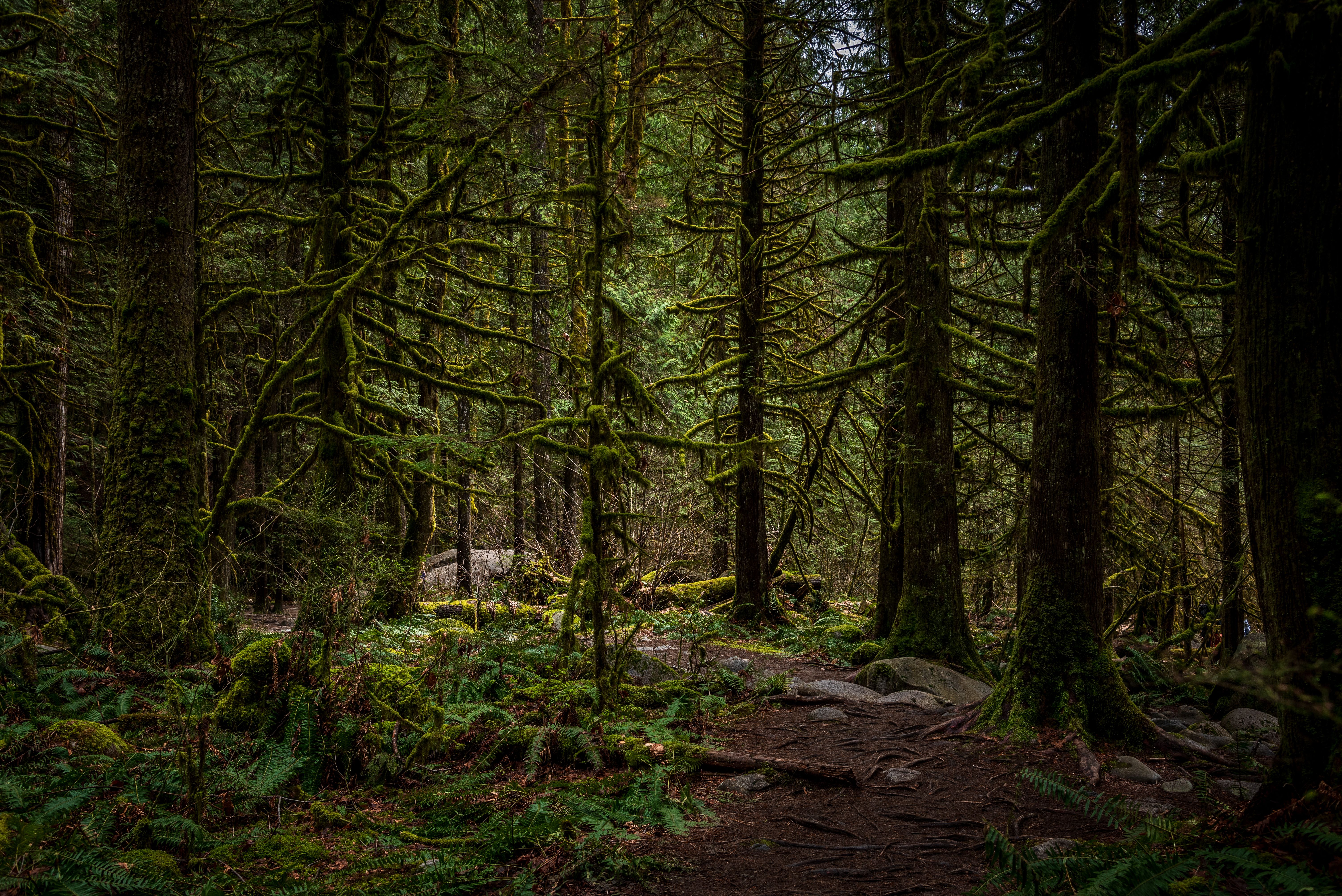 A lush forest scene with moss-covered trees in North Vancouver, Canada.