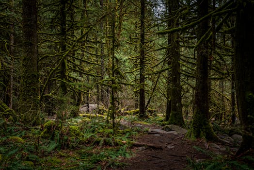 A lush forest scene with moss-covered trees in North Vancouver, Canada.