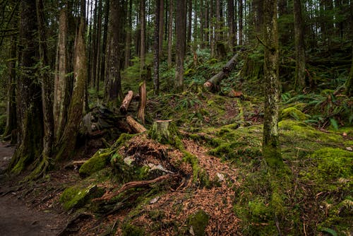 Foto profissional grátis de árvores, cenário, ecológico