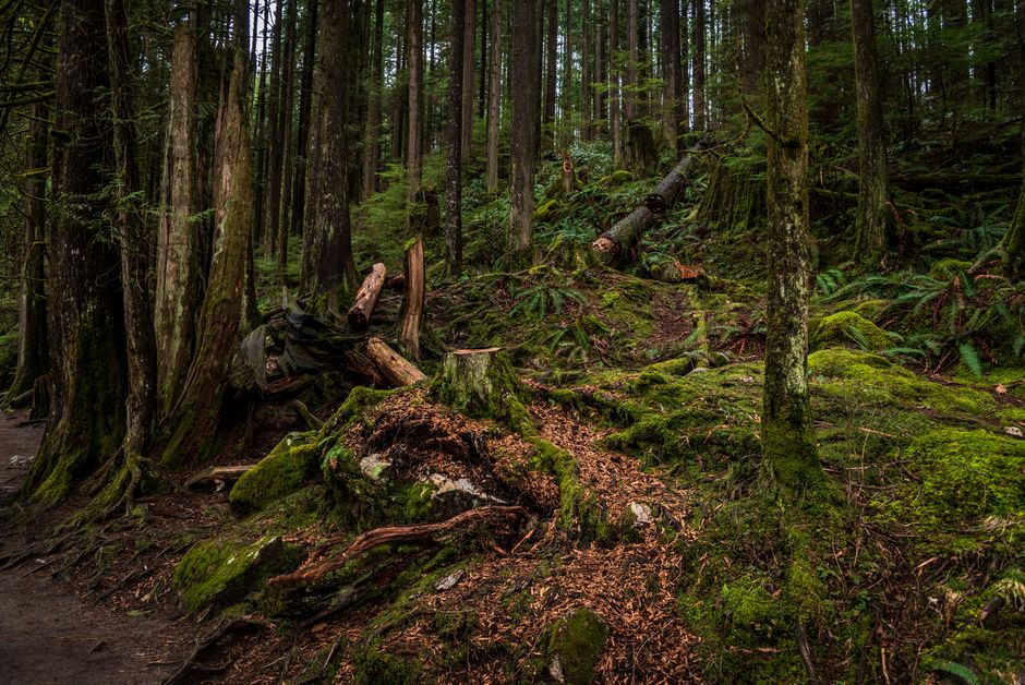 Over 70 Hikers Rescued as Storms Batter BC's West Coast Trail