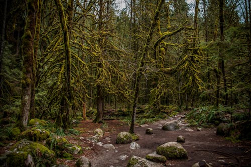 Rocks among Trees in Forest