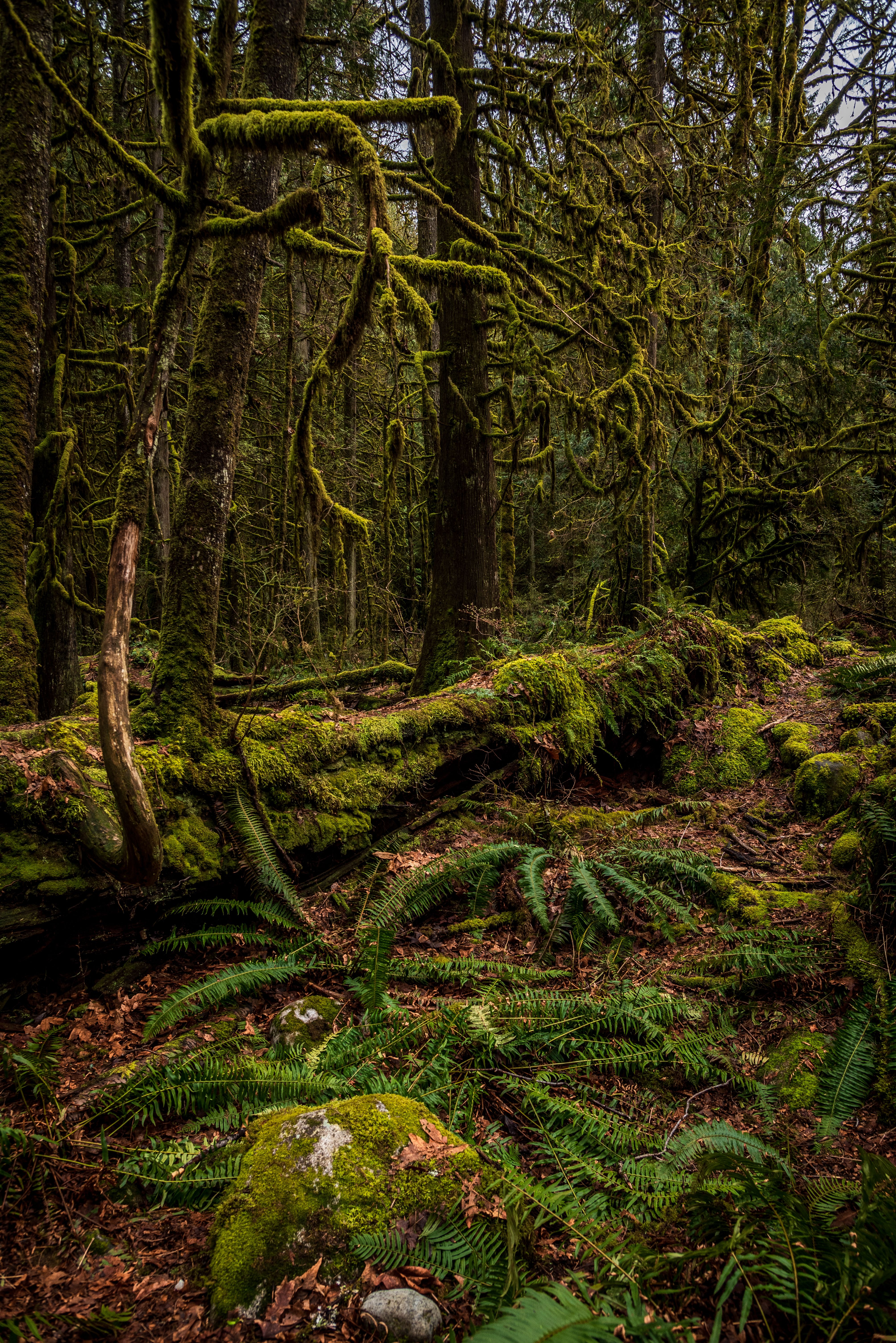 Explore the enchanting moss-covered forest in North Vancouver, BC, rich with ferns and old-growth trees.. pexels, explore, en