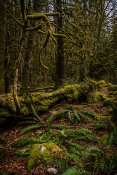 Explore the enchanting moss-covered forest in North Vancouver, BC, rich with ferns and old-growth trees.. pexels, explore, en
