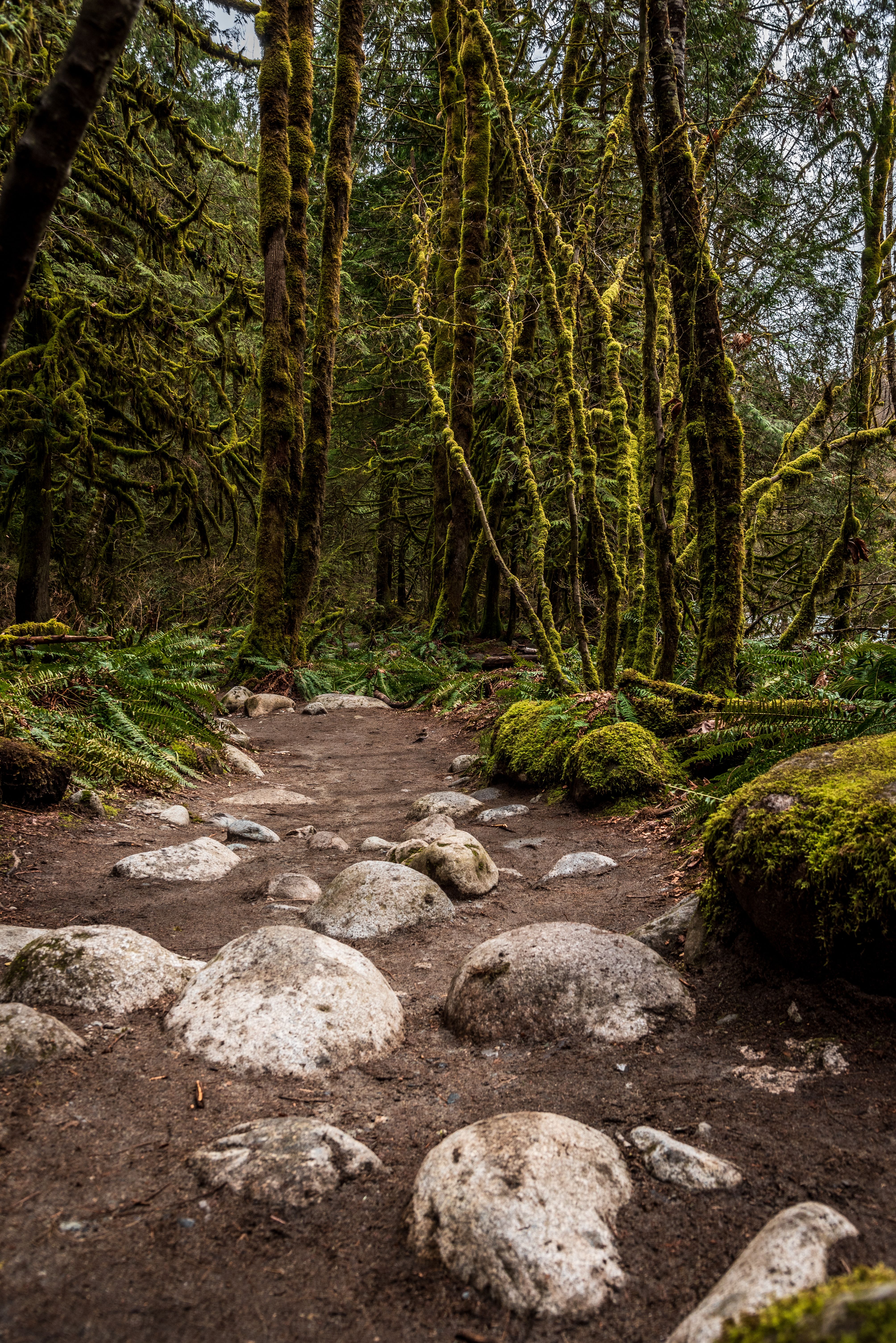 Stones on a Forest Path · Free Stock Photo