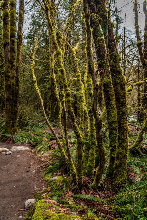 Trees Covered in Moss in the Forest 