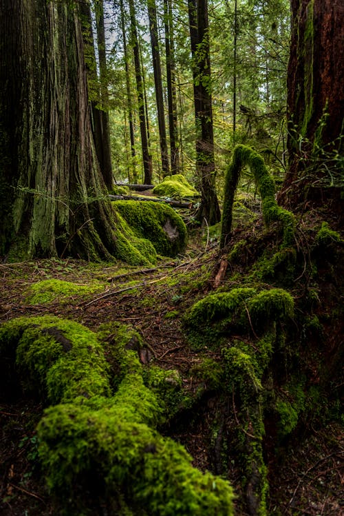 Trees and Ground Covered with Moss in the Forest 