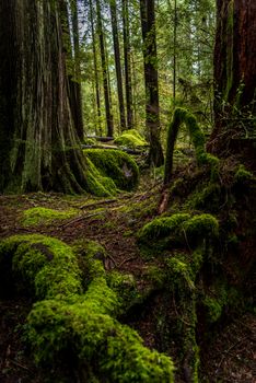 Lush green moss in a dense forest setting, North Vancouver, BC.. lush, green, moss