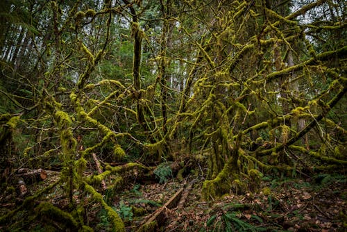 Tree Branches Covered with Moss in the Forest 