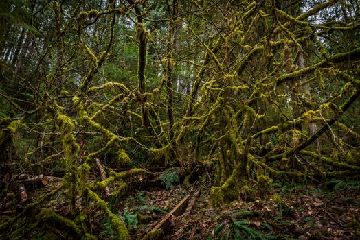Dense forest scene with moss-covered branches in North Vancouver, showcasing rich flora and vibrant greenery.