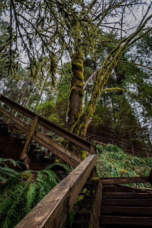 Wooden Steps in the Forest 