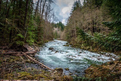 Ilmainen kuvapankkikuva tunnisteilla joki, luonto, metsä