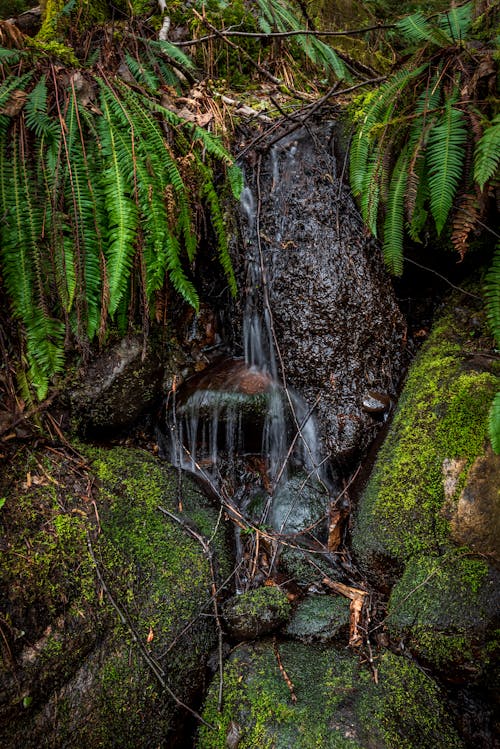 Fotos de stock gratuitas de agua que fluye, bosque, helecho