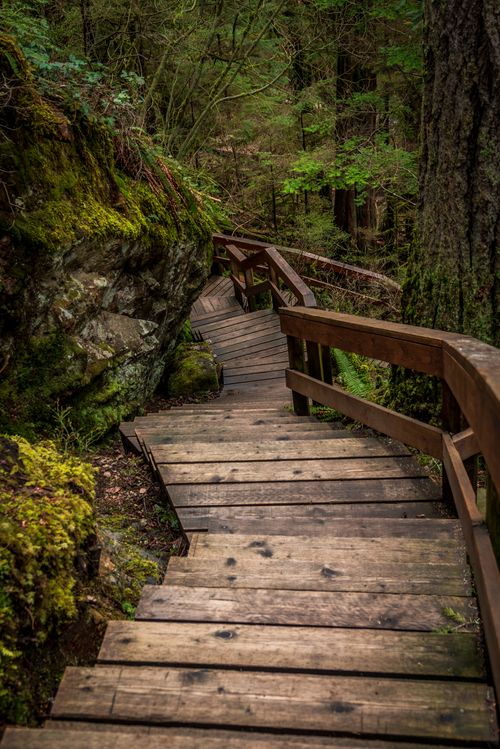 Free Explore a serene wooden path surrounded by lush moss and towering trees in North Vancouver's tranquil forest. Stock Photo