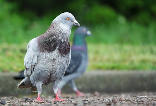 Fotos de stock gratuitas de animales, aves, de cerca