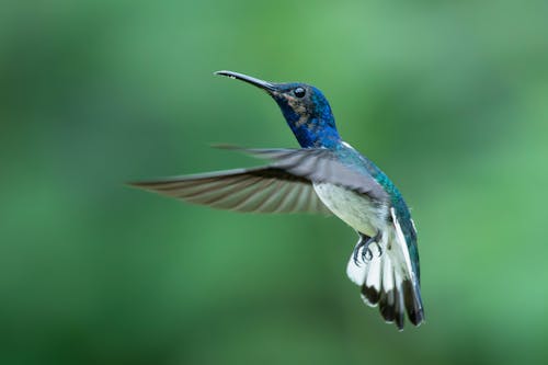 White Necked Jacobin Bird Flying