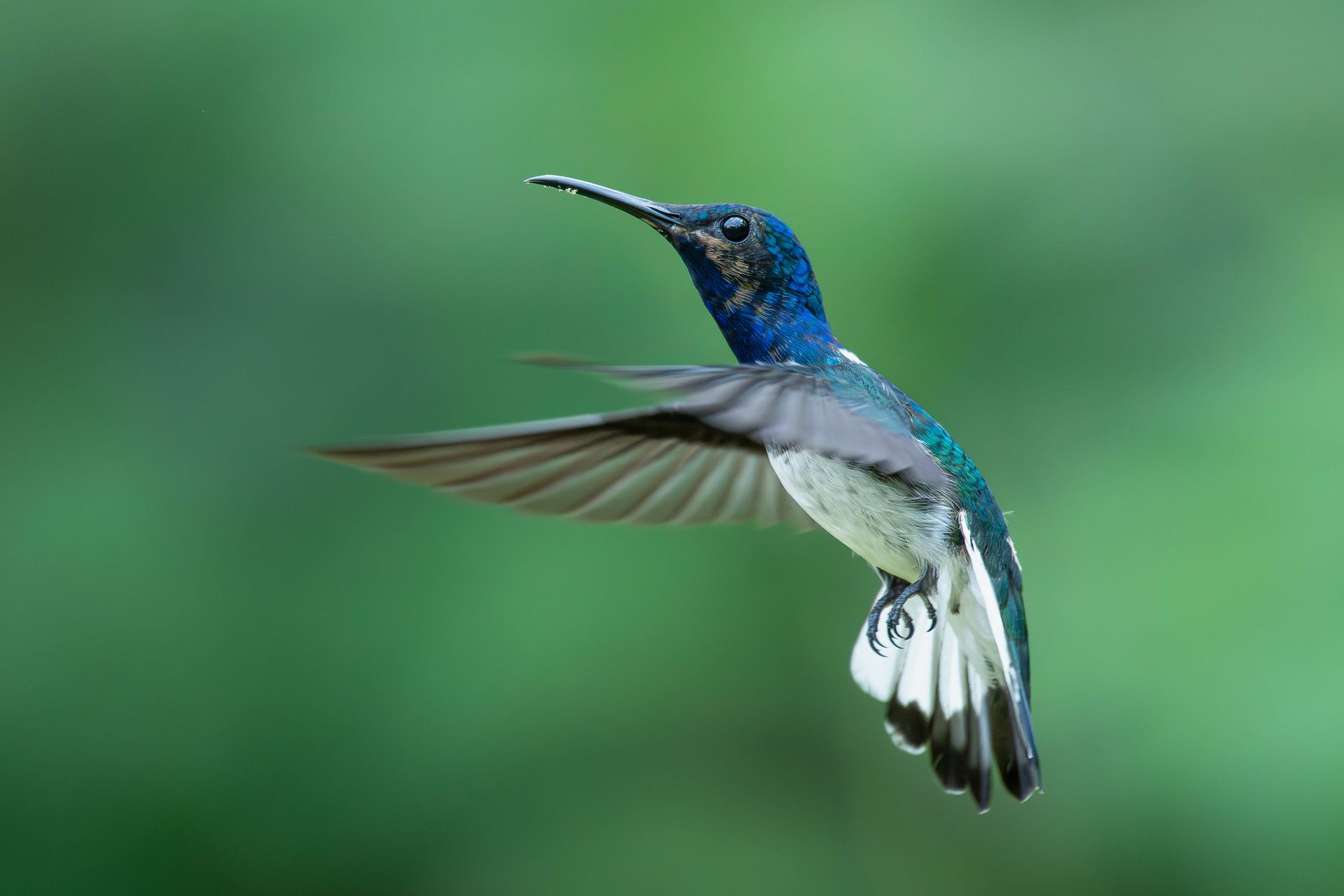 A striking hummingbird hovers in mid-air against a soft, green background, captured in stunning detail.