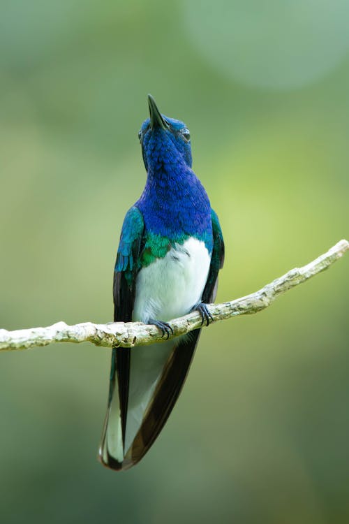 Close-up of a White-necked Jacobin