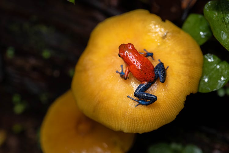 Close-up Of A Strawberry Poison Frog On A Mushroom 