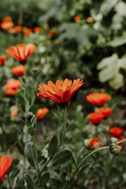 Close-up of vibrant red African daisies blooming in a lush garden setting.