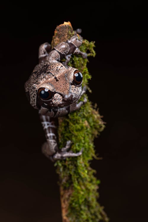 Tree Frog in Close Up