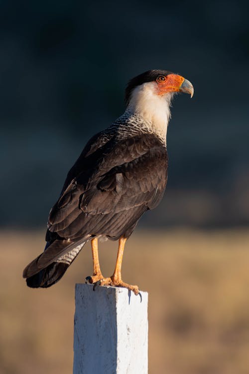 Ilmainen kuvapankkikuva tunnisteilla eläin, harjattu caracara, lähikuva