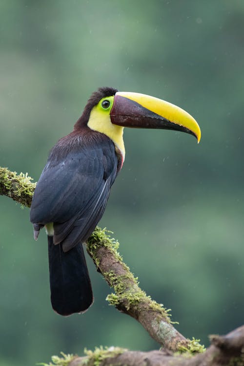 Close-up of a Choco Toucan on a Tree Branch 