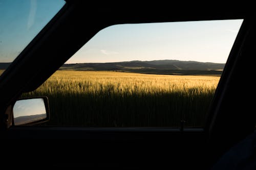 A Green Wheat Field seen from a Car 