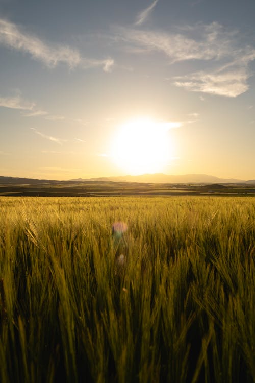 Green Wheat Field at Sunset 