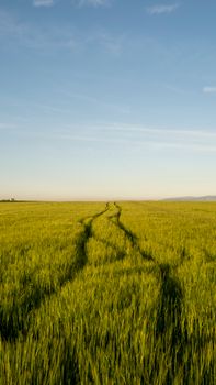 A wide view of a vibrant wheat field under a clear summer sky, showcasing rural agriculture.