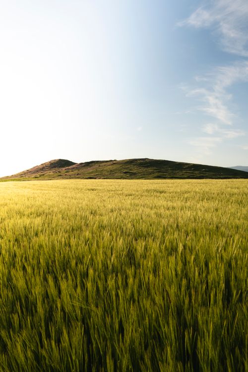 Free Beautiful summer view of lush green fields with gentle hills under a clear blue sky. Stock Photo
