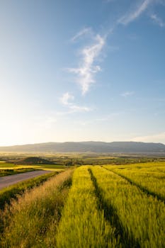 Expansive wheat field with clear blue sky and distant hills, capturing rural tranquility.
