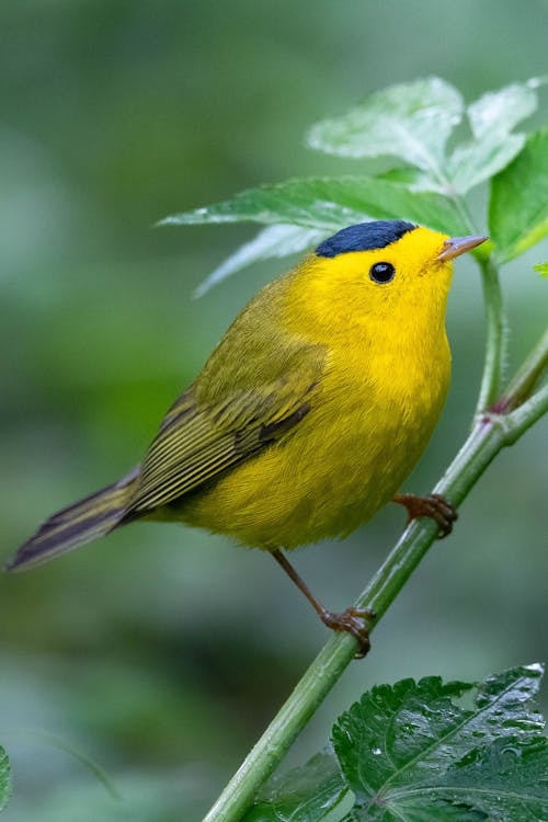 Close-up of a Wilsons Warbler on a Branch 